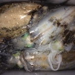 ホシガメ釣り日記