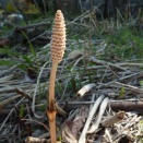 土筆（つくし）