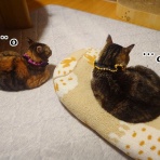 猫とお酒と日々のこと