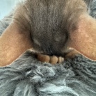 わが家には、ごめん寝のプロがいます