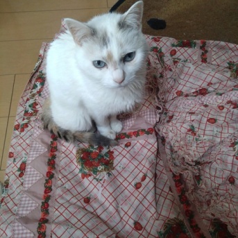 実物のﾈｺﾁｬﾝたちセカンド178