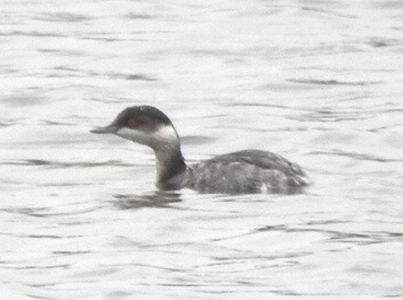 2025年12月3日の野鳥公園
