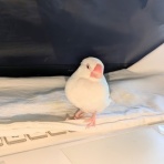 白文鳥のぴーちゃんの記録
