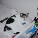 アネゴの猫　２