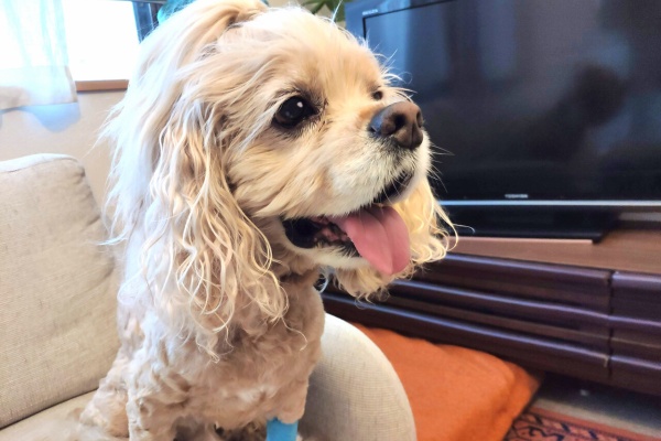 だいもん部長ブログ アメリカンコッカースパニエル