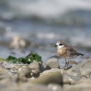 ■大阪で野鳥探し 海 ～ メダイチドリ ～