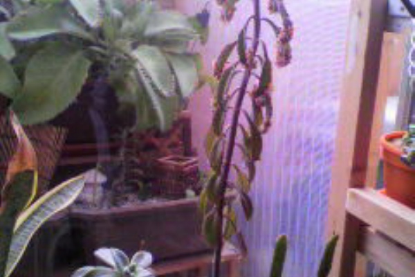 リアル多肉植物育成ゲーム 不死鳥錦