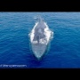 地球最大の生き物「シロナガスクジラ」のスゴさがよくわかる説明！！「舌の重さが象１頭分、心臓は自動車並み」