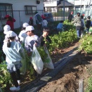 １月14日（水）２回目の野菜の収穫体験