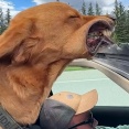 車のサンルーフから顔を出すのが好きな犬が…すごい顔に（動画）
