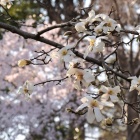 『春日和　６　辛夷と彼岸桜』の画像