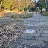 『せきれいの道』の画像