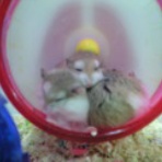 ペットコーナーハヤセガワ 海老名の残像