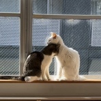 猫式ブログ～里親募集型猫カフェ