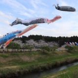 『【鯉のぼり】もう出てるんだ？』の画像