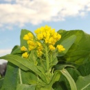 もう春ですかね？？？　菜の花が咲き出しました