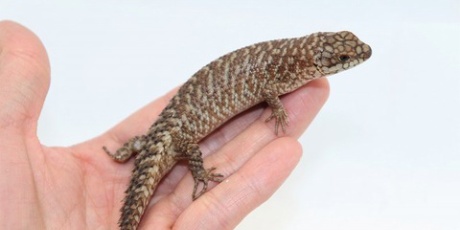 爬虫類倶楽部仙台店ブログ ストケスイワトカゲ