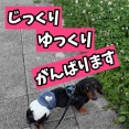 ポコちゃんチャレンジ『お散歩』。私が考えるシェルター運営とは。