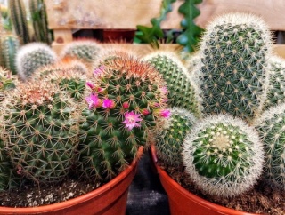 初開催！植物の即売会！『いくとぴあ食花』で『Plants Hobbyist -植物愛好家- （プランツホビイスト）』開催！7月12日。
