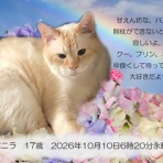 ペットセレモニーベル天国の天使達
