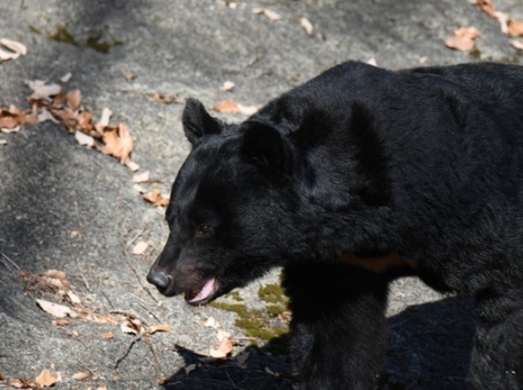 警察さん「あ、銃でクマ撃退すんの無理かも…」