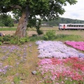 JR東日本キハ110系長野車両センター@キハ110-225（芝桜）