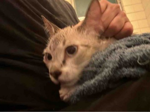 猫を洗う　20260817