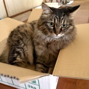 昼寝の場所が見つかってしまったマロちゃん