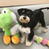 『【犬】カイルくん 家族が決まりました』の画像