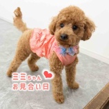『ミミちゃん🐶💕大切なお見合い日』の画像