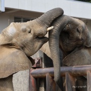 仲良し姉妹の朝のスキンシップ