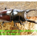 〇メトクD.ドンキエル＼(^o^)／