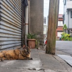 猫写真家・沖 昌之のブログ　野良ねこちゃんねる。　