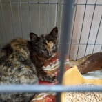 NPO法人　動物愛護団体ワンハート大阪