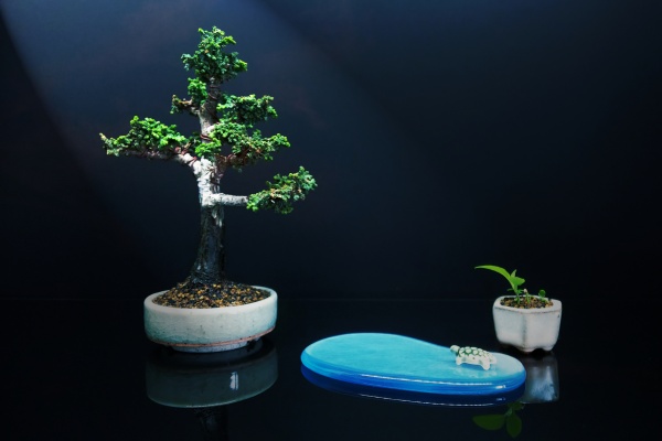 石化檜挿木苗(15本) 初雪石化檜】 挿し木用の親でしたが太ってきたので植え替えて第