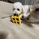 愛犬二匹に知育玩具を与えてみた！