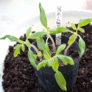 「ホーム桃太郎」や「パンジー」や「ビオラ」のポット上げです！キャベツの種蒔き！