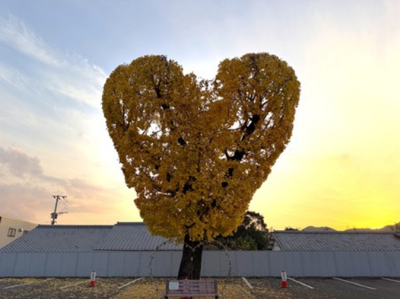 黄金色のハート💛できました！「飯盛ふれあい会館の銀杏の木」（諫早市飯盛町）