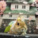 4月3日のグルーミングフォト