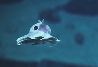 深海6,000メートルで100種類以上の未知の深海生物が発見される！