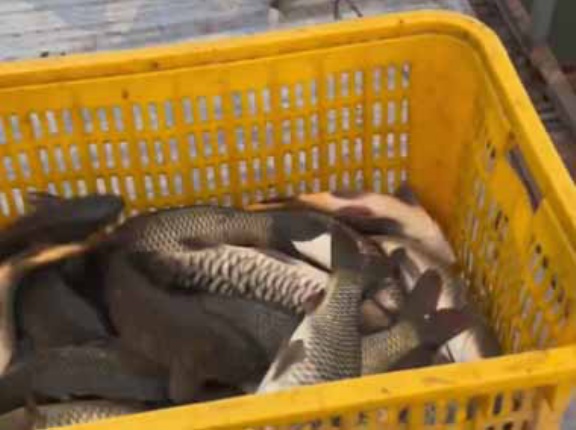 【泥棒だ！】 カゴの中にたくさんの魚が入っていた。それは俺のメシだ！ → 諦めない泥棒さんはこちらです…