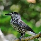 『投稿：BORG107FLによる秋の野鳥5態　2023/11/26』の画像