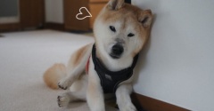 壁にもたれてひと休み♪