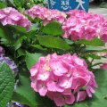 大慈寺の紫陽花　2