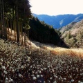 【群馬】黄金色に染まった雲海 屋敷山のミツマタ群生地(2026/3月再訪)