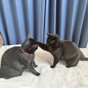 【猫写真】スミちゃん14歳の誕生日です