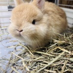 うさぎ専門店ラビッツファーム子うさぎ成長記録