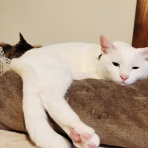 みにみゅう　猫の飼い主さん募集中　