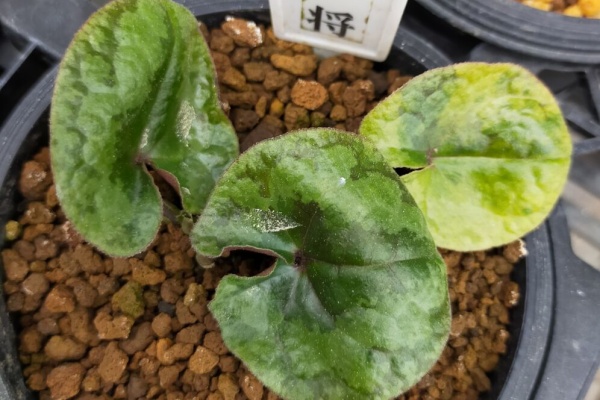 カンアオイに魅せられて！！ - 2024年03月