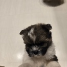 仔犬ちゃん紹介☆